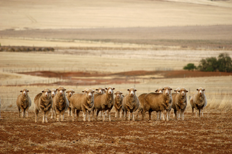 AWI resources for dry seasonal conditions