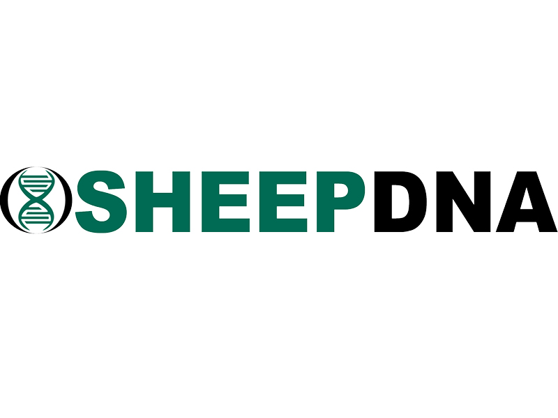 SheepDNA-teaser.jpg