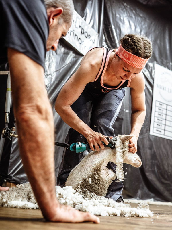 Professional shearer using electric clippers to shear a merino sheep indoors